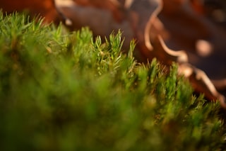 Green moss and dry brown leaves close up.
