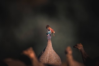 a person sitting on top of a large bird