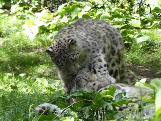 A snow leopard laying down in the grass