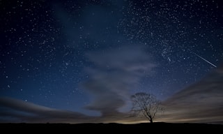 silhouette photo of trees during nighttime